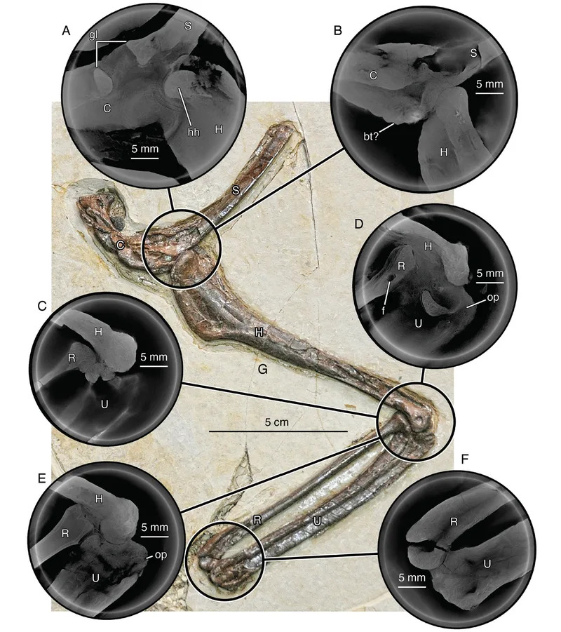 Computed laminography (CL) images of left pectoral girdle and forelimb of Jian changmaensis, gen. et sp. nov. (GSGM-D050). (CREDIT: Annals of Carnegie Museum)
