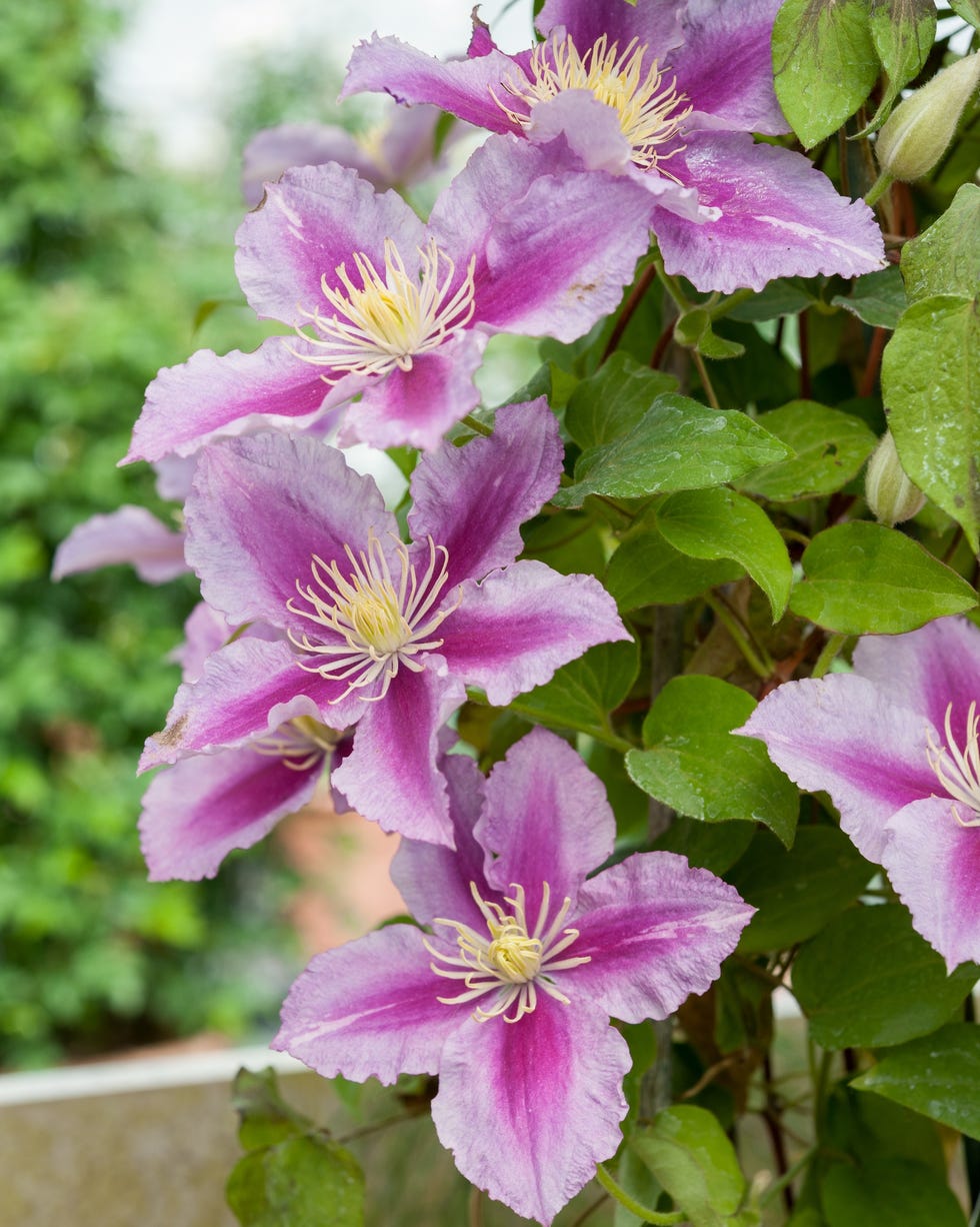 many speciemens of clematis nelly moser flowers