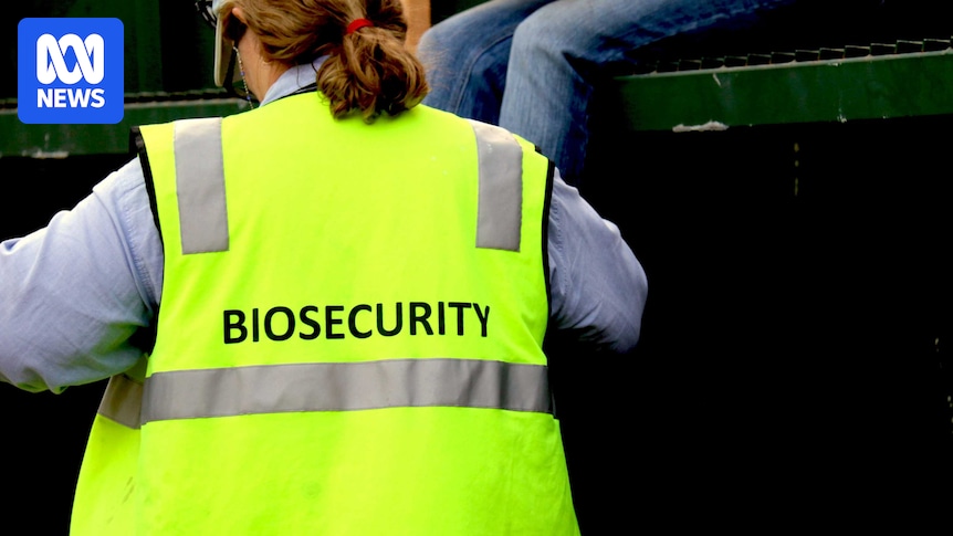 Cattle company inadvertently tipped off Queensland DPI to biosecurity breach