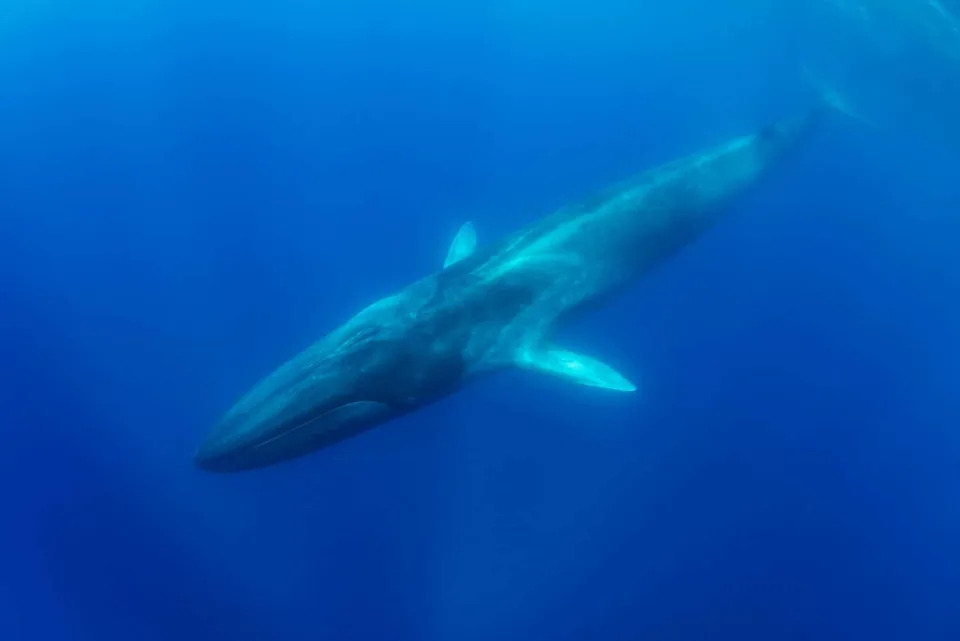 Fin Whale, Pico Island, Azores.