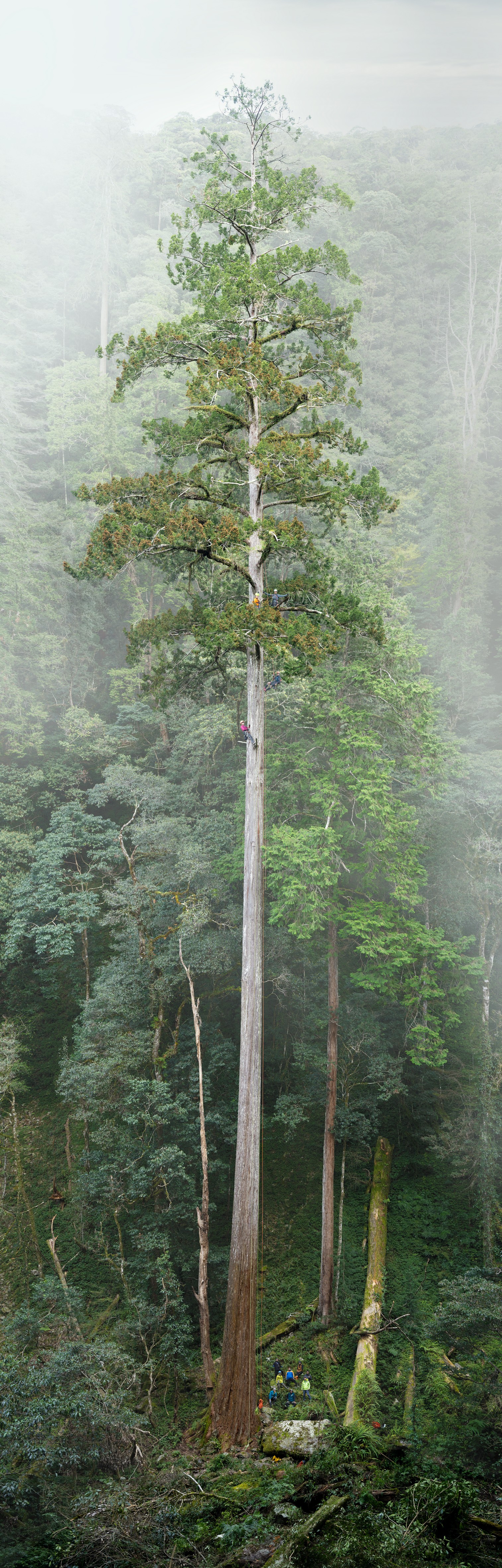 A portrait of a tall tree, with misty clouds behind it. Tiny yellow and orange climbers are in the tree and far below.