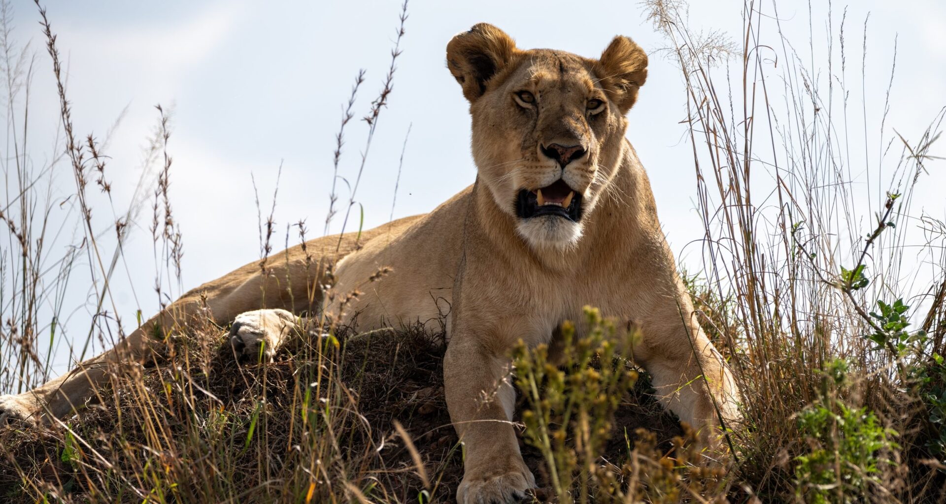 Camera traps may reveal a hidden map of Africa’s big carnivores