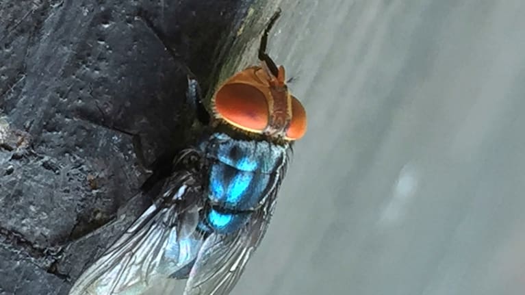 An adult New World screwworm fly