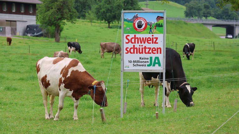 An electoral poster for the right-wing Swiss People's Party (SVP) popular initiative "No 10-million-Switzerland" is pictured on a cow pasture in Villnachern, Switzerland, May, 10, 2026
