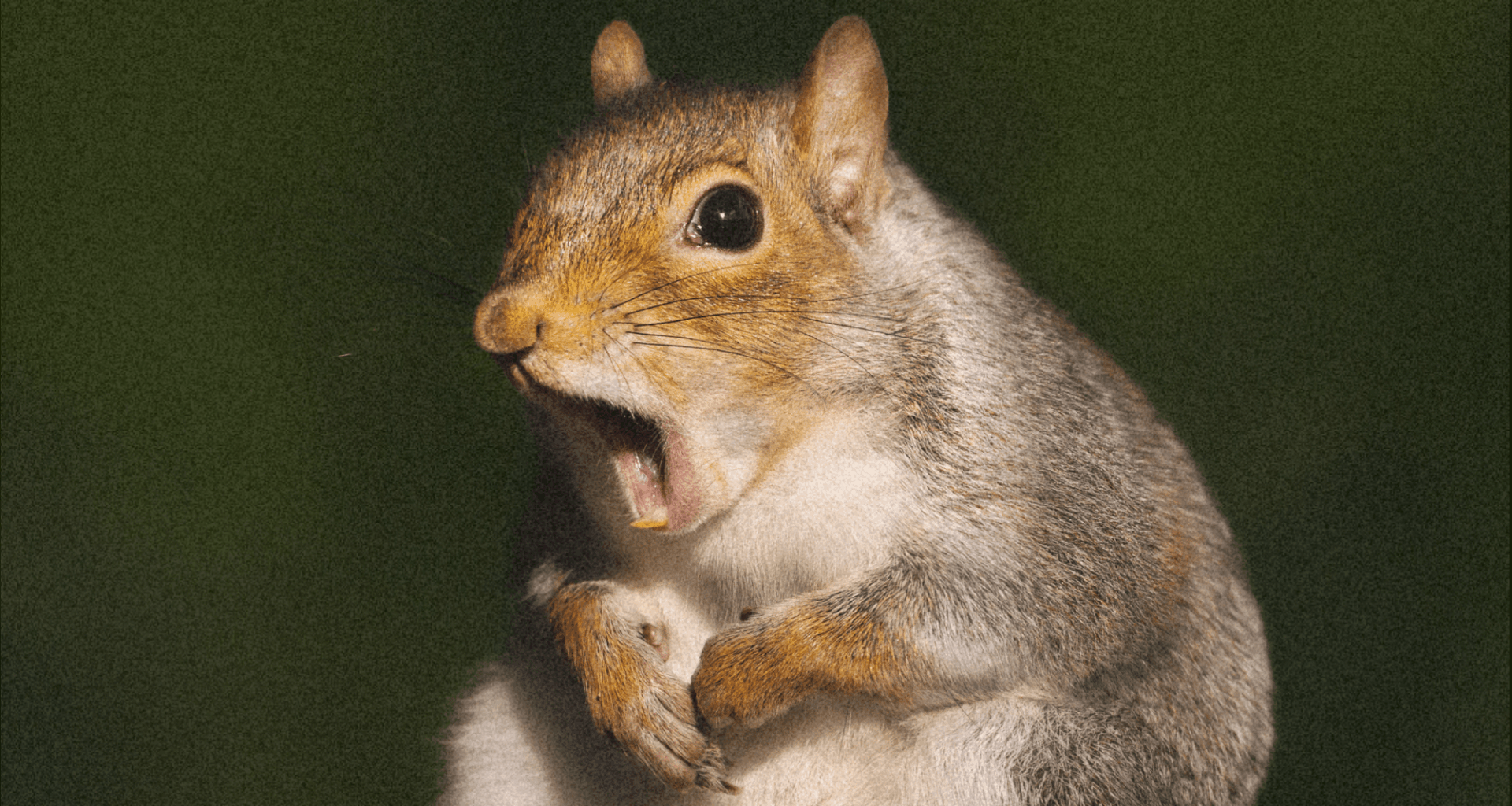 Scientists Just Discovered Ancient Squirrels Were Way More Metal Than You Think