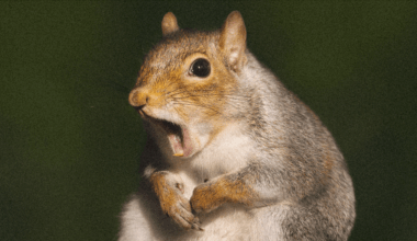 Scientists Just Discovered Ancient Squirrels Were Way More Metal Than You Think