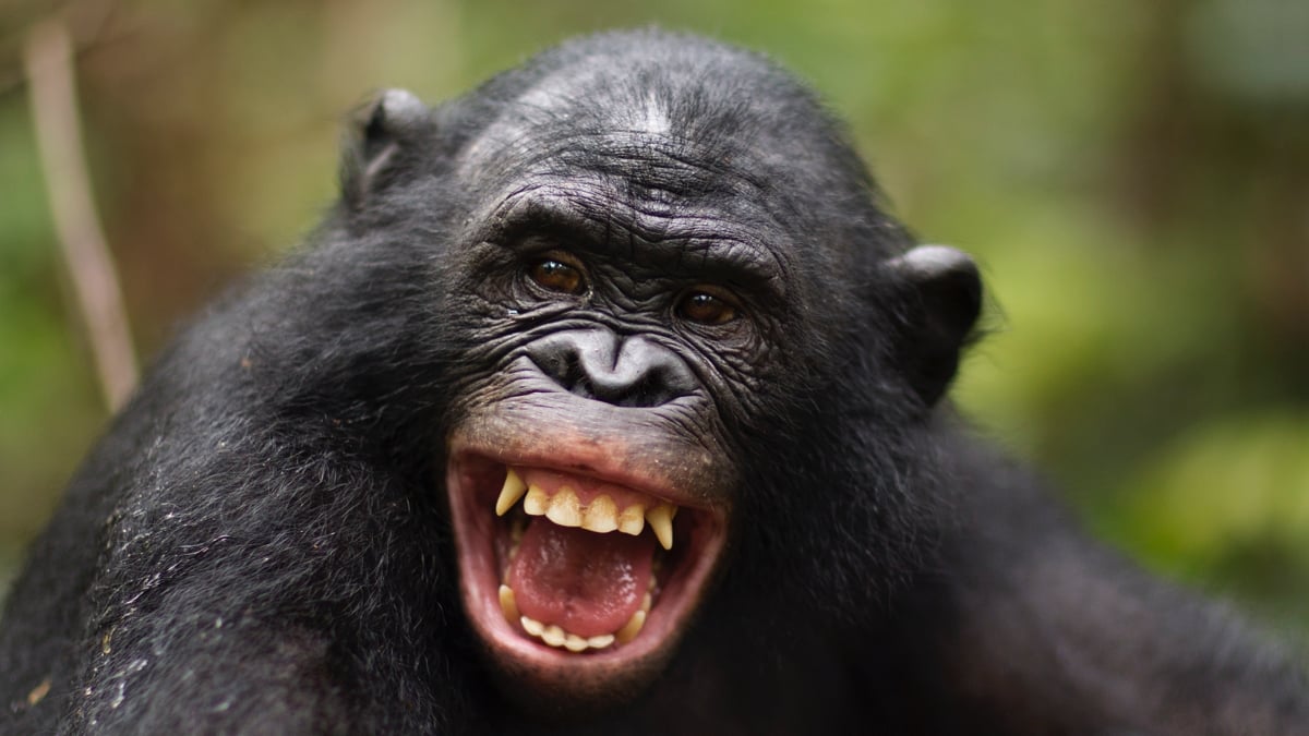 Humans And Apes Have Laughed The Same Way For Millions of Years, Study Suggests : ScienceAlert