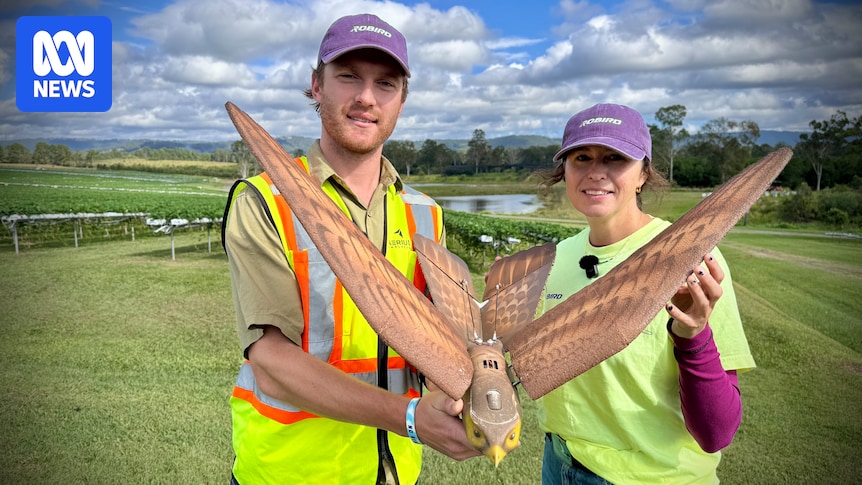 Falcon-like flapping drone drives birds away from strawberry crops in Qld trial