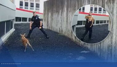 Video shows officer catching fawn that got trapped behind fence