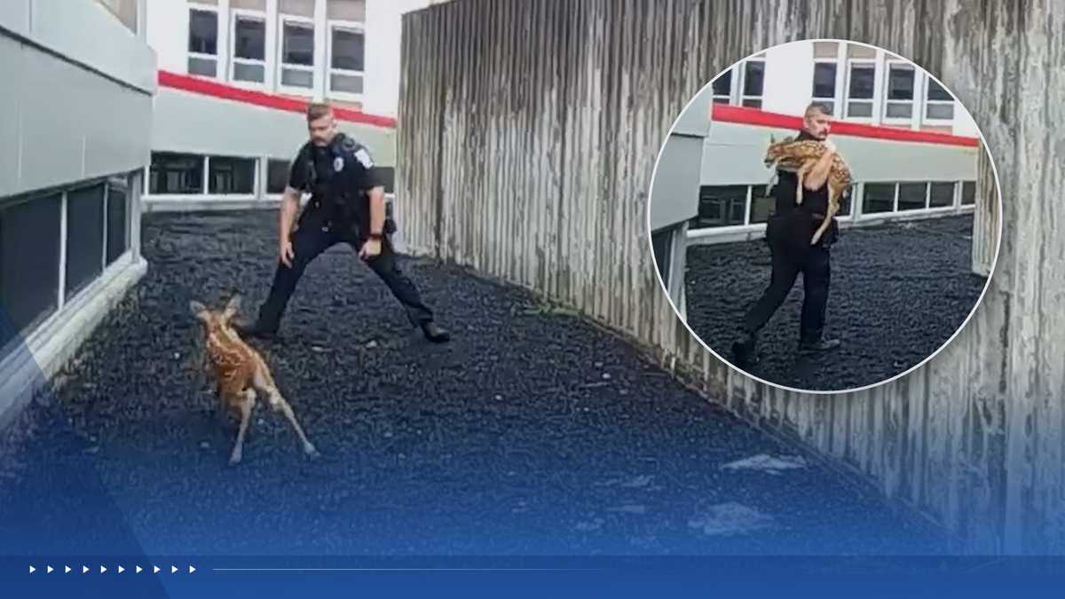 Video shows officer catching fawn that got trapped behind fence
