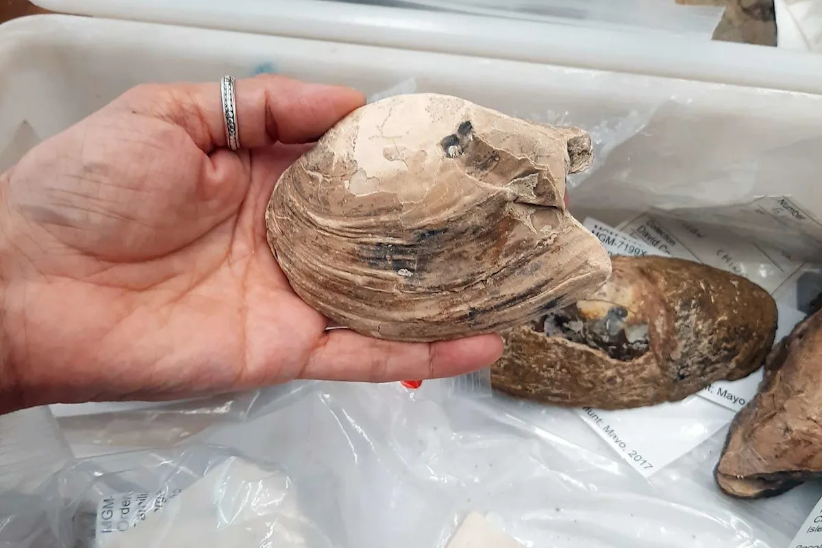 Scientists Discover 125-Million-Year-Old Fossilized Shellfish with Tiny Babies Still Inside