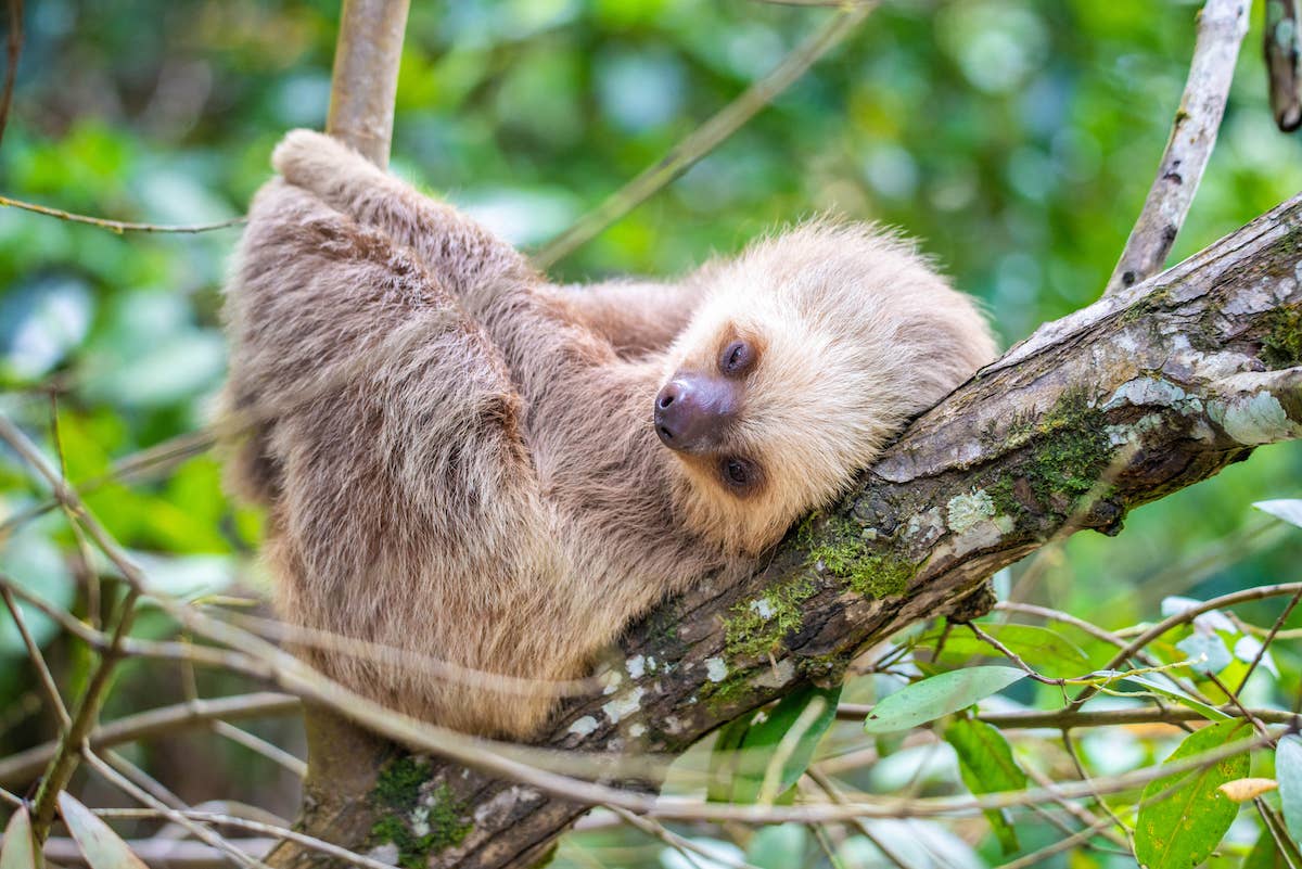 Sloth Asks Woman to Hold Her, and the Entire Internet is Jealous
