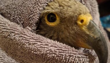 'Really upsetting to see': Young kea shot in Golden Bay