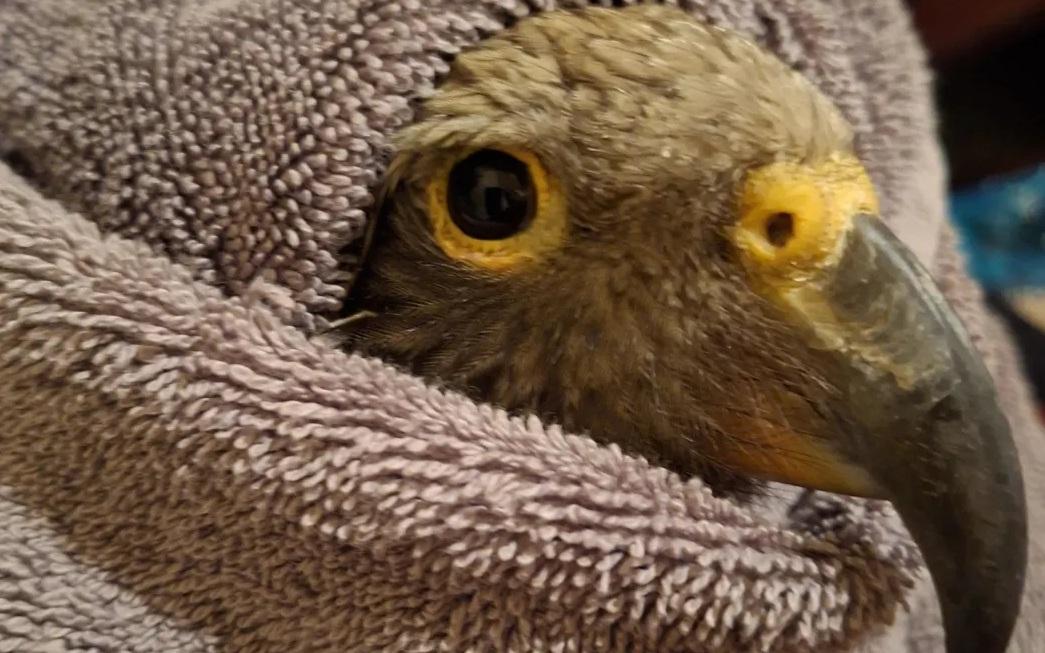 'Really upsetting to see': Young kea shot in Golden Bay