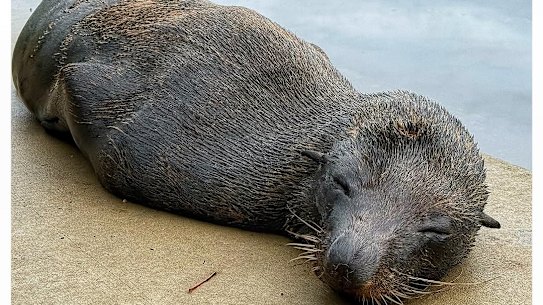 A long-nosed fur seal seen by the Cooks River at Wolli Creek on Sunday.