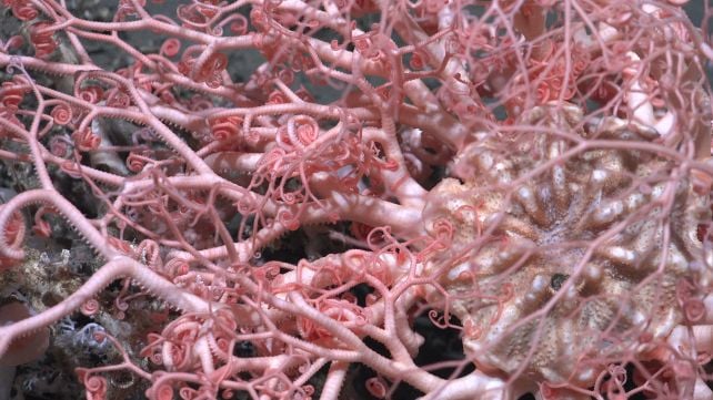 Hidden Coral World The Size of Vatican City Found Deep Beneath The Ocean