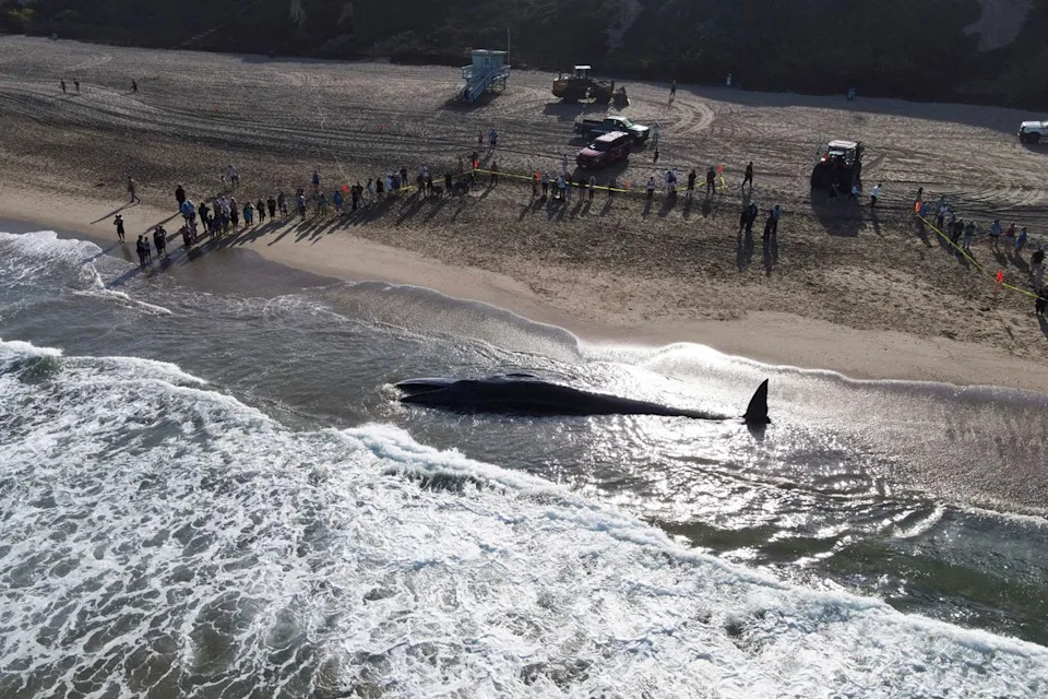 A dead fin whale in Torrance, Ca., in August 2024.Credit: DAVID SWANSON/AFP via Getty