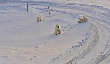 Bear-dar Prevents a Surprise Encounter with Polar Bears