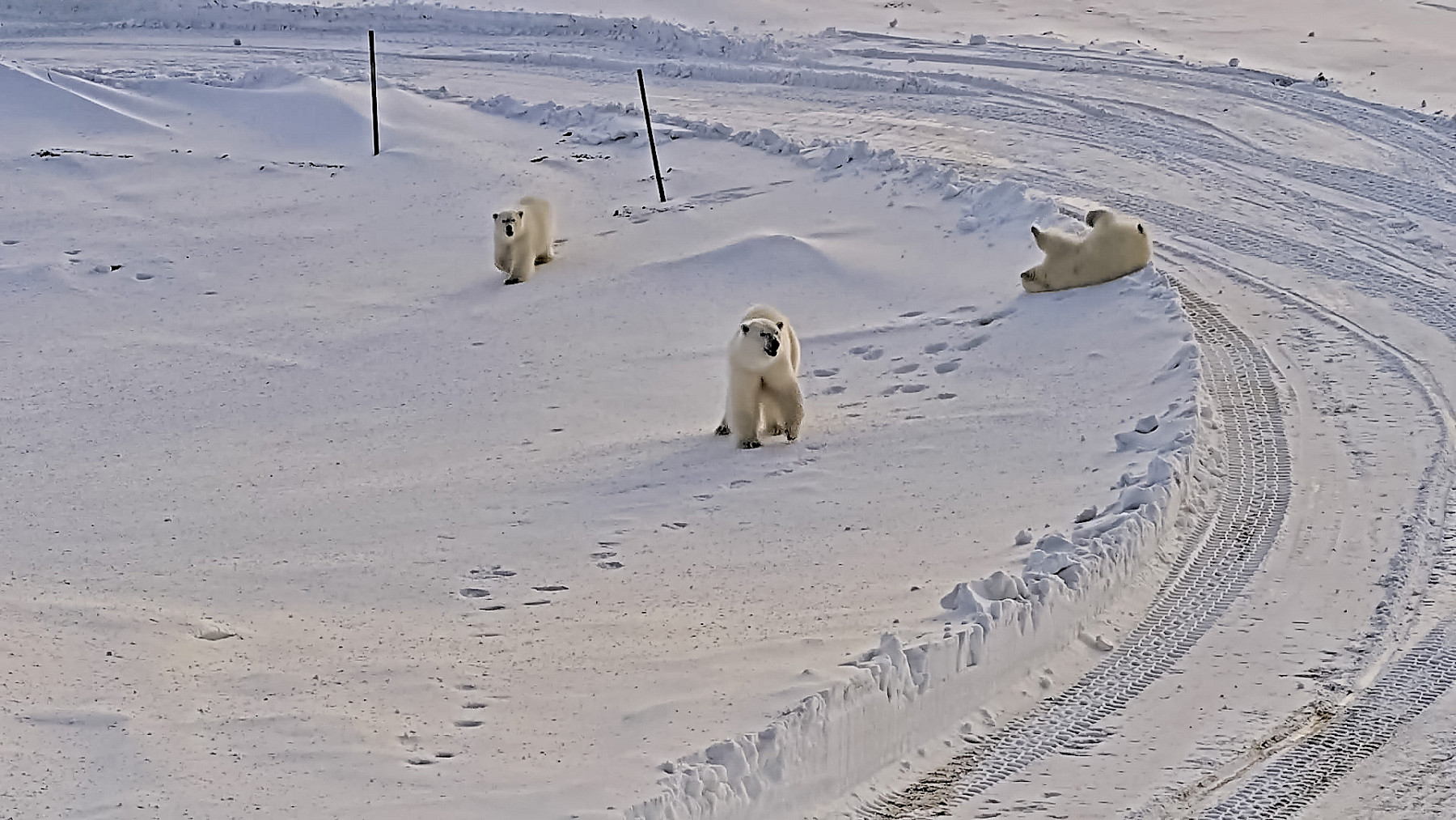 Bear-dar Prevents a Surprise Encounter with Polar Bears