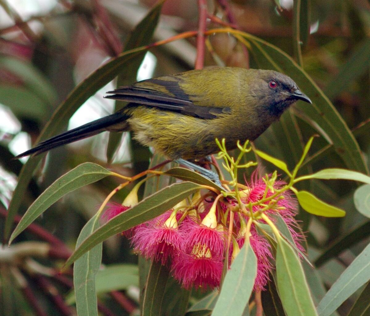 Sweet-toothed singing cousins | Otago Daily Times Online News