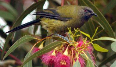 Sweet-toothed singing cousins | Otago Daily Times Online News
