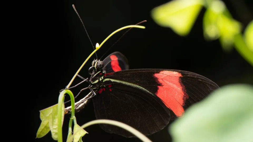 A female Heliconius erato lays an egg on a plant. - Courtesy Sebastián Mena
