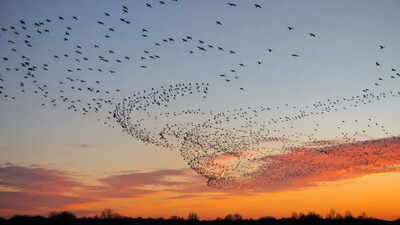 Bird flocks seem to break Newton's laws: Scientists have finally figured out how to explain them