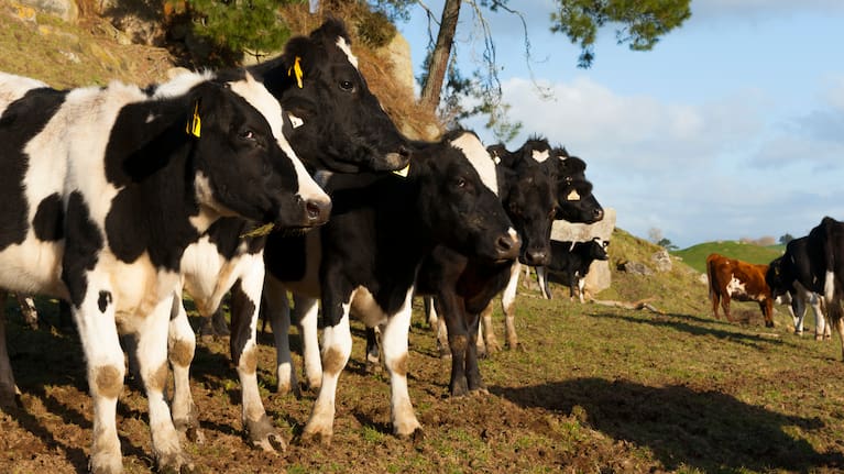Black and white cattle standing together.