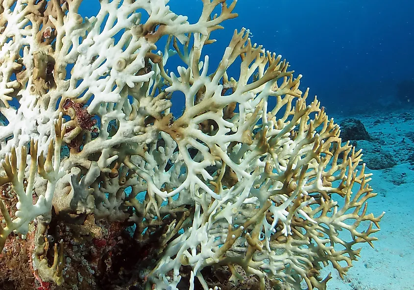 Bleached coral in Okinawa, Japan