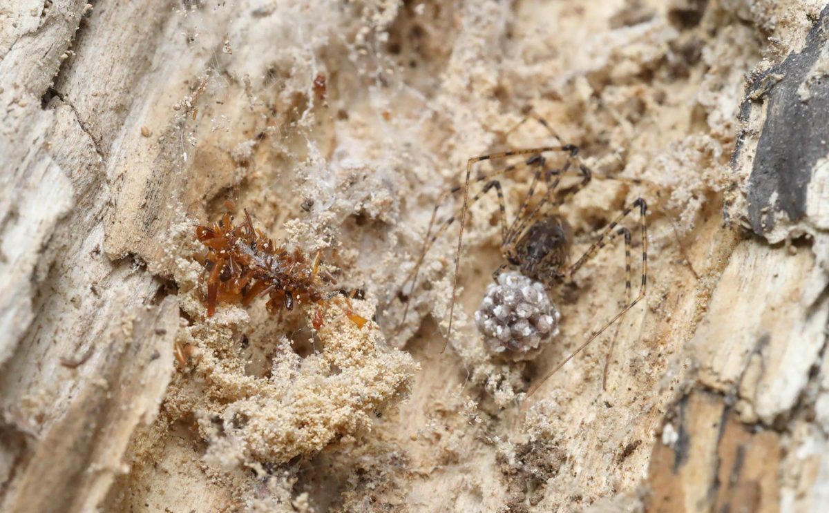 After taking the bark of this rotting log, the scientists found a cobweb with a non-native spider and its eggsac, right next to a bone collector larva. The cobweb is covered in frass (excrement) from insects like beetles and termites that are eating the wood.