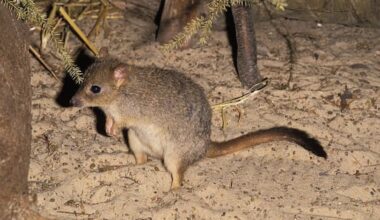 Ancient teeth reveal gaps in marsupial family tree