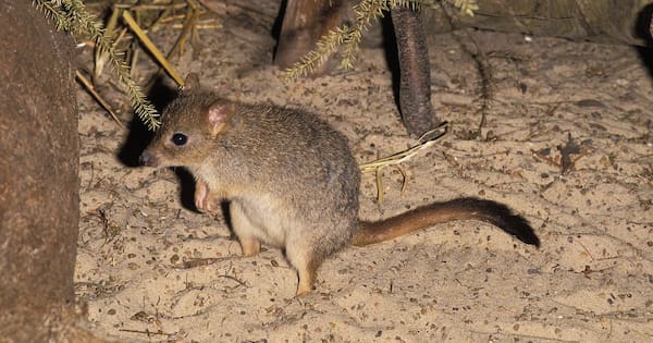 Ancient teeth reveal gaps in marsupial family tree