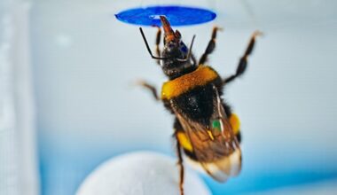 Wide-format image of a bumble bee standing on a ball beneath the artificial flower, illustrating the experimental solution.