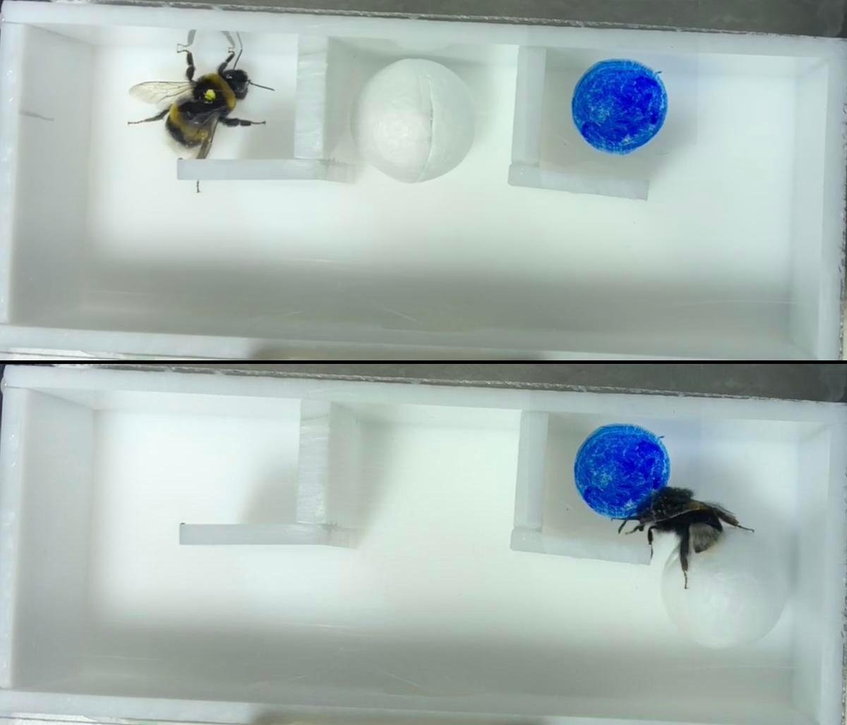 Top: A bumblebee in an arena with a ball and a hidden 