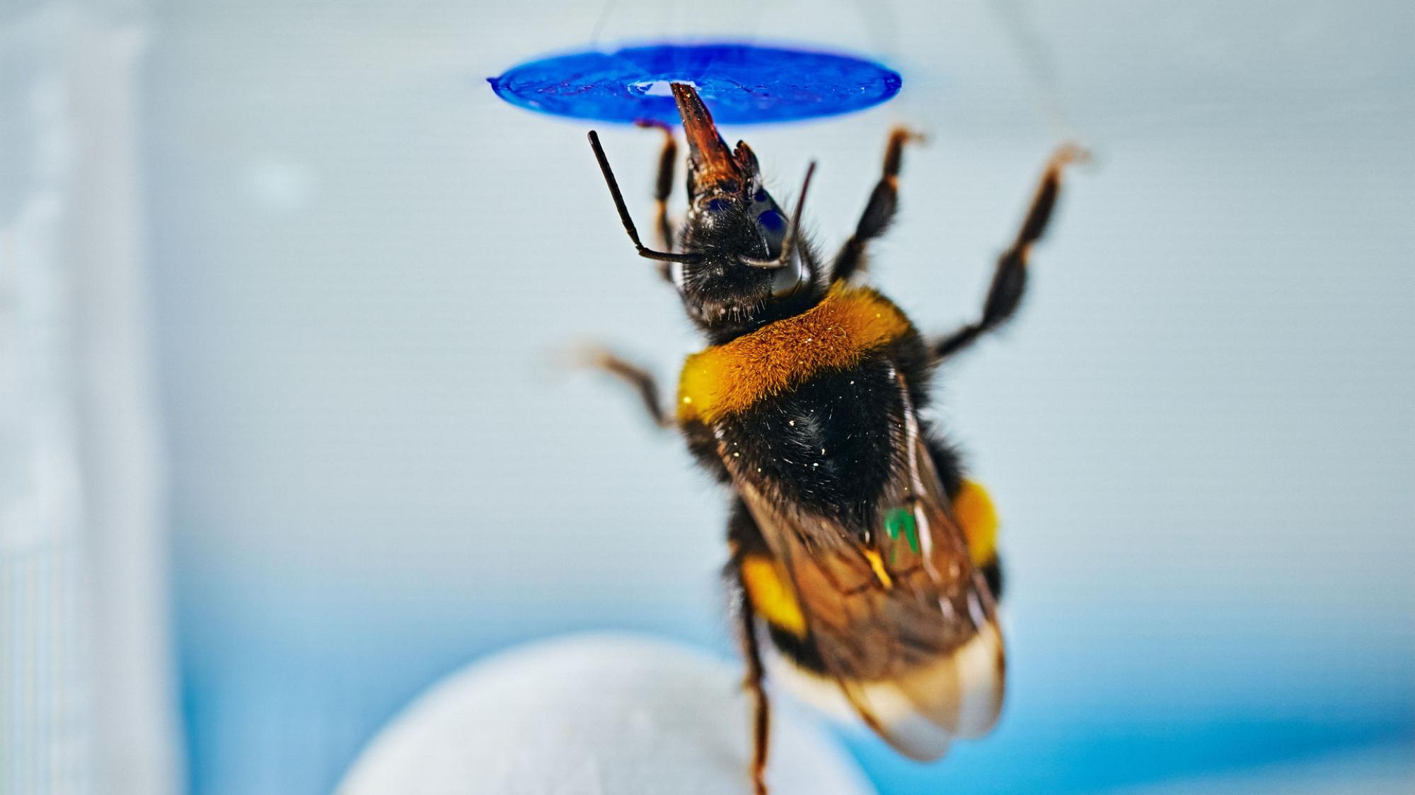 A bumblebee standing on a ball beneath the artificial flower containing reward, illustrating the experimental solution.