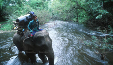 Bangkok Post - How (not) to conserve our tropical forests