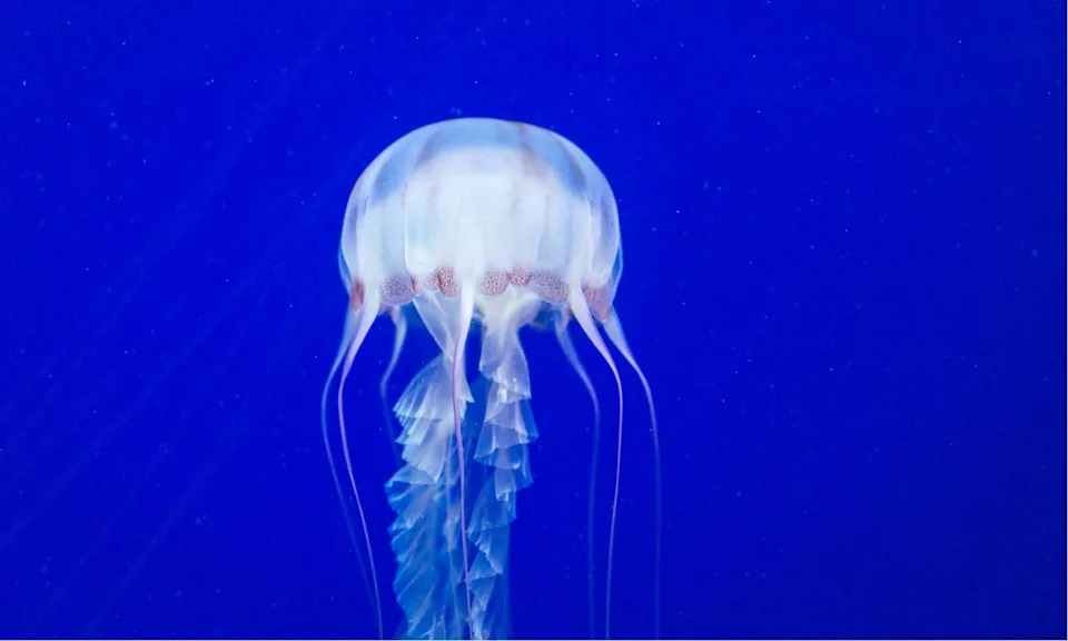 World's Deadliest Jellyfish - Box Jellyfish
