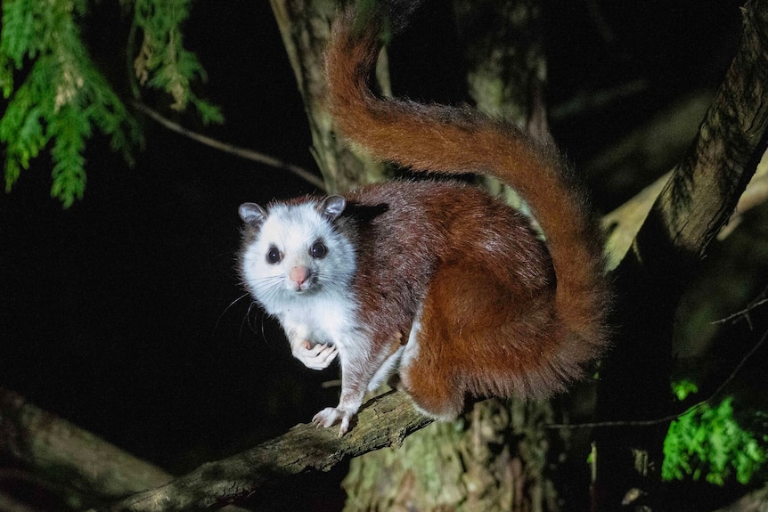 A possum-like creature on a branch at night with white face and front leg fur that transitions to red towards a long bushy tail.