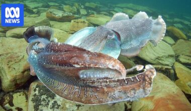 Temporary ban to protect Whyalla's 'significantly low' cuttlefish numbers