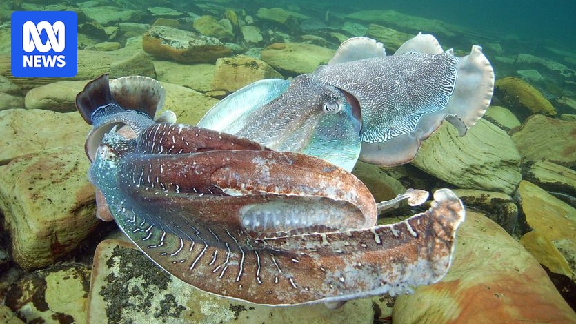 Temporary ban to protect Whyalla's 'significantly low' cuttlefish numbers