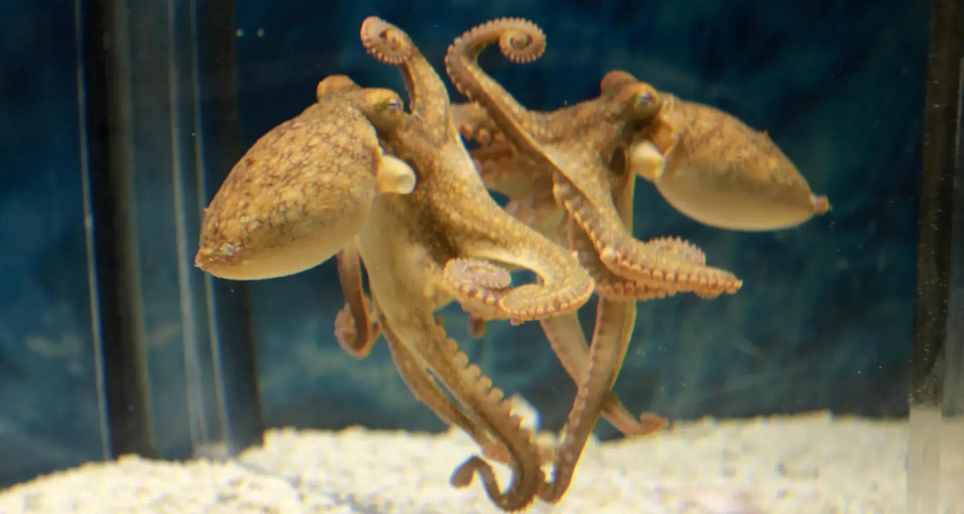 Octopuses use mirrors to find food they cannot see