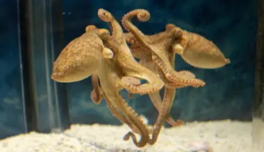 Octopuses use mirrors to find food they cannot see