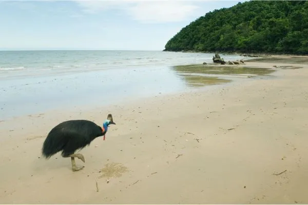 Cassowary mission beach cassowary coast