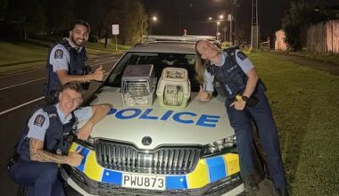 Pure-breds reunited with 'super happy' owner after being cat-napped