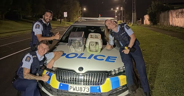 Pure-breds reunited with 'super happy' owner after being cat-napped