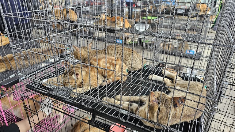Cats sit in cages following a raid at two facilities in Vietnam. (Source: Humane World for Animals Viet Nam)