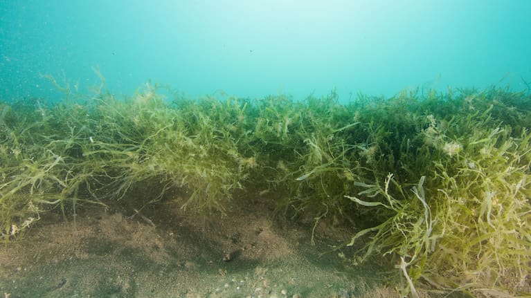 Caulerpa at Omākiwi in June 2023.