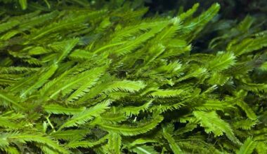 Invasive caulerpa seaweed reaches Whangārei Harbour for first time