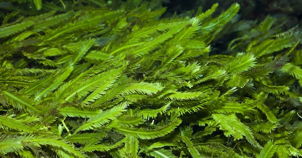 Invasive caulerpa seaweed reaches Whangārei Harbour for first time