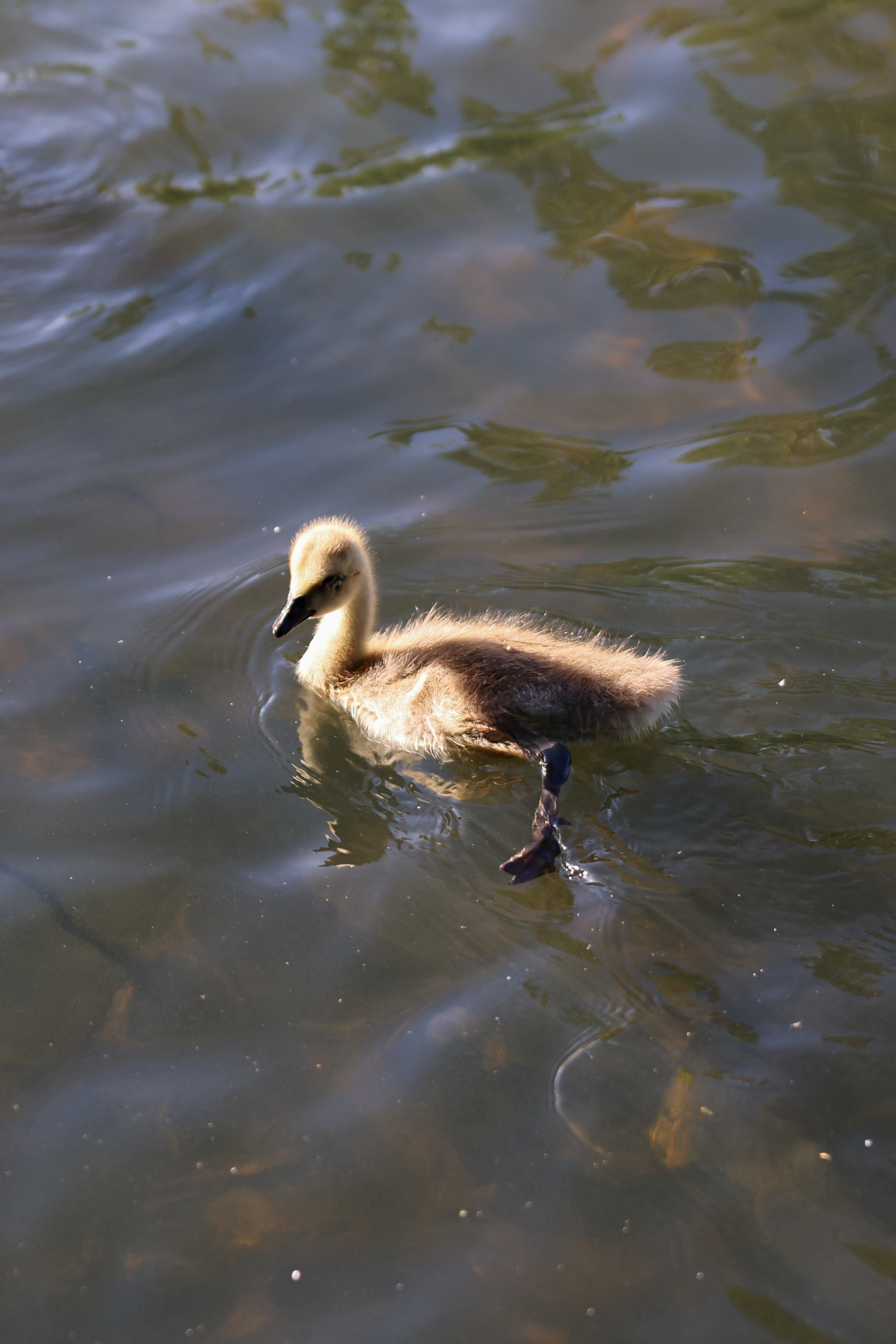 A photo of a bird taken on a Canon EOS R6 Mark III
